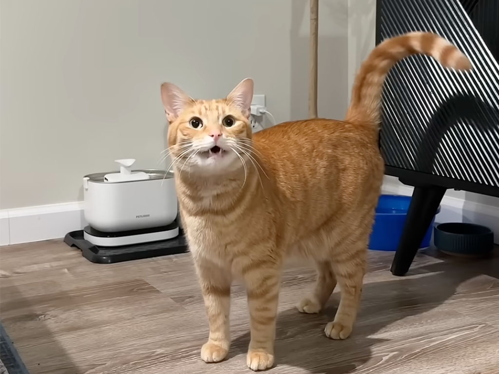 時計も見ないのに時間がわかる!? ゴハン前になると騒ぎ出す猫さんの腹時計がすごい