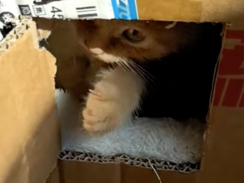 ダンボールの小窓を開けたら即反撃! 秘密基地を見られたくない子猫さん
