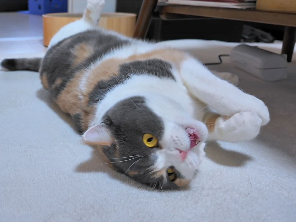 ゴハンが用意されたことに大喜び! なかなか食べない猫さんの可愛いクセとは