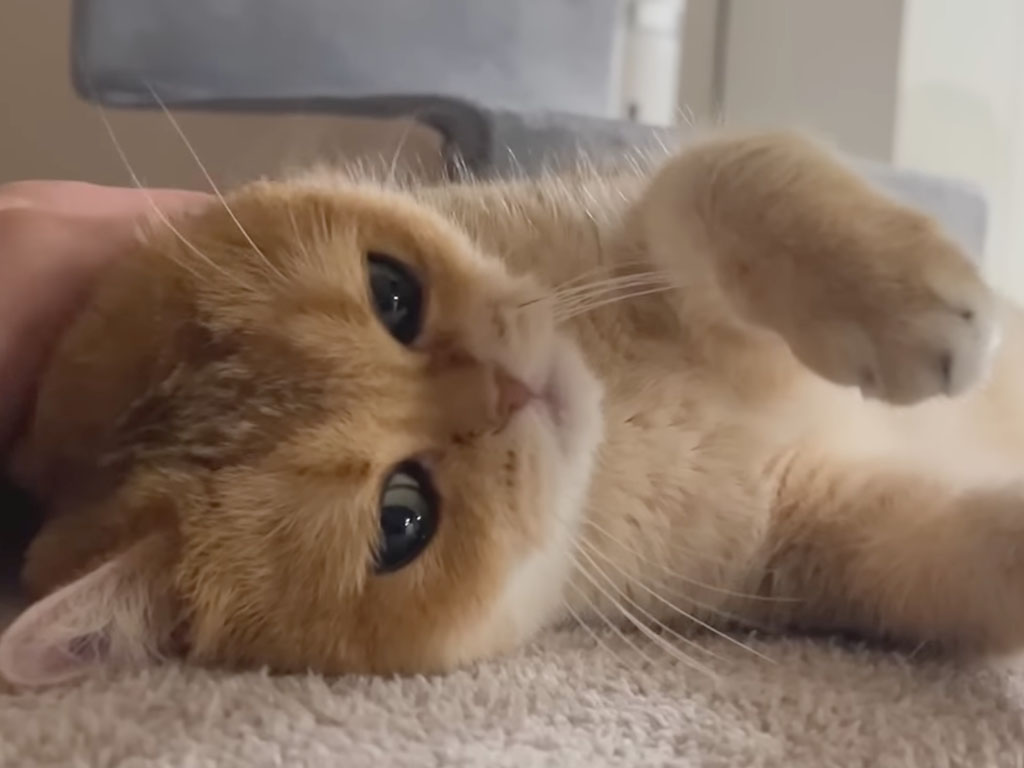 冬になると甘えん坊化? 床暖房でとろける猫さんたちのゴロゴロ祭りが可愛すぎる