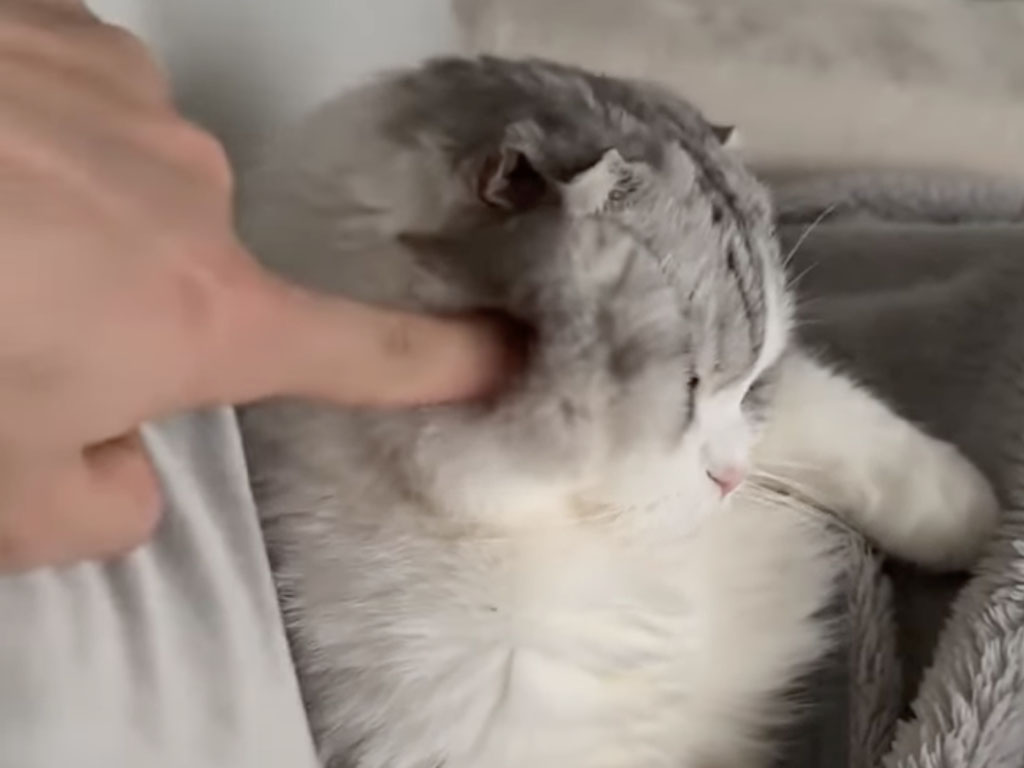 飼い主にそっと寄り添う甘えん坊猫さん、“ツンツンもOK”にゃんだよ!