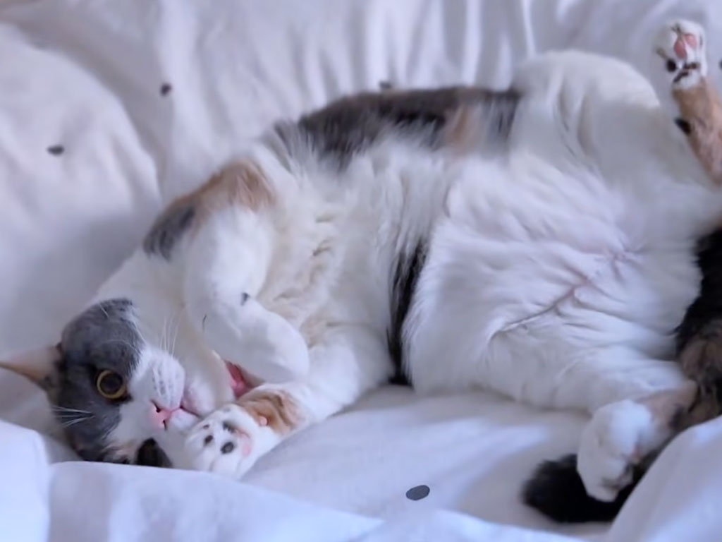 寒い朝でも一発で目が覚める、三毛猫さんのコロコロお腹アピールが最強!