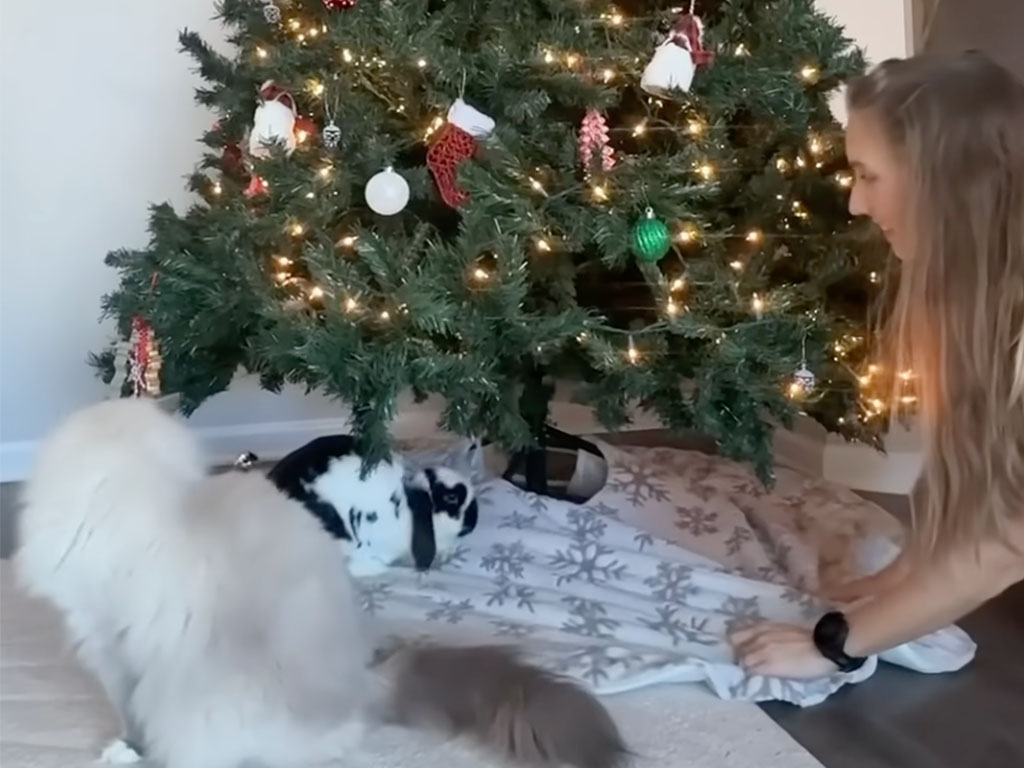 クリスマスツリーの下が楽園に! 猫さんもふわふわトンネルで大興奮