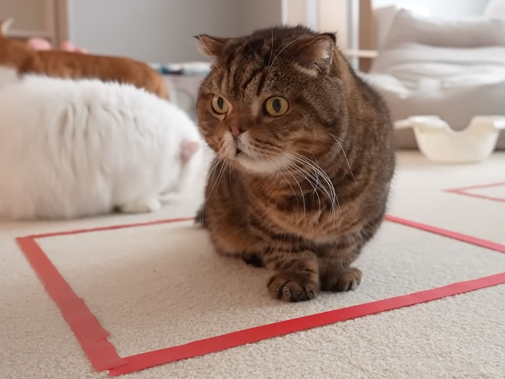 どうしよう、結界から出られなくなっちゃった! 勘違いする猫さんが可愛い