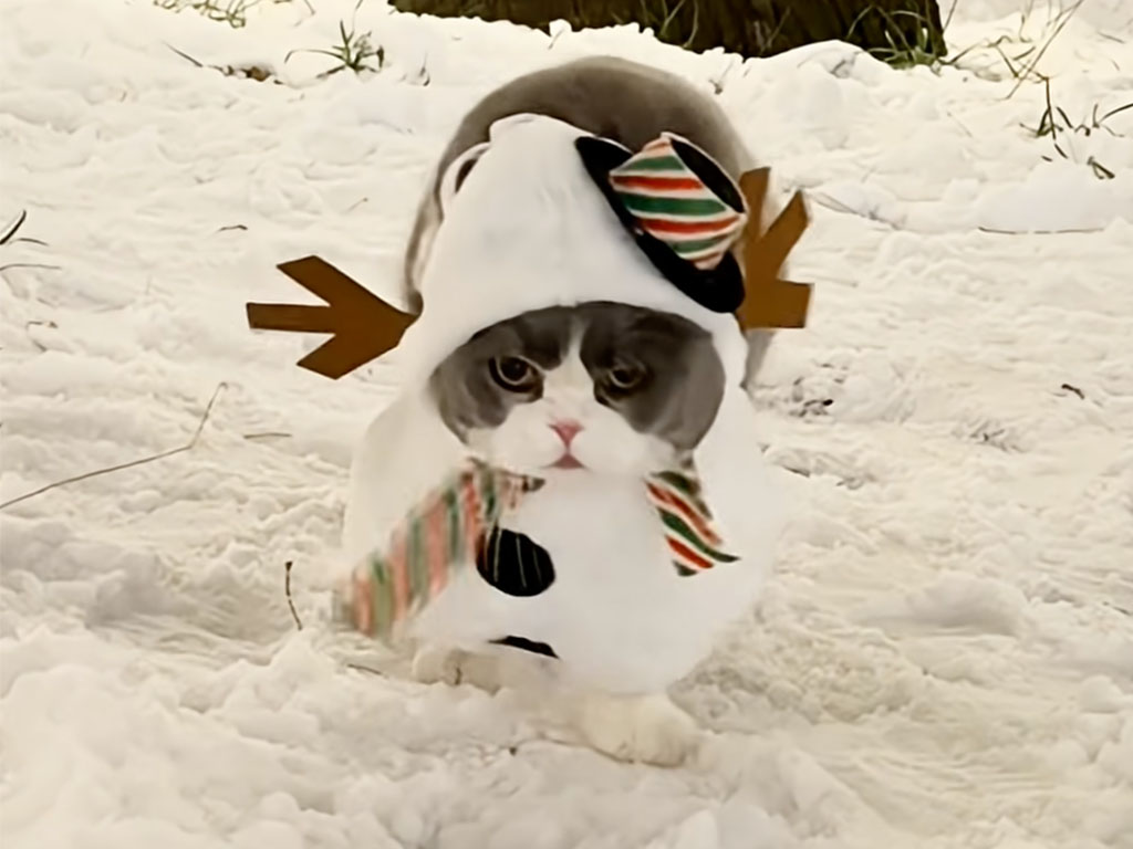 ポヨンポヨンと雪の上を歩く猫さん、可愛すぎるスノーマン姿が話題に