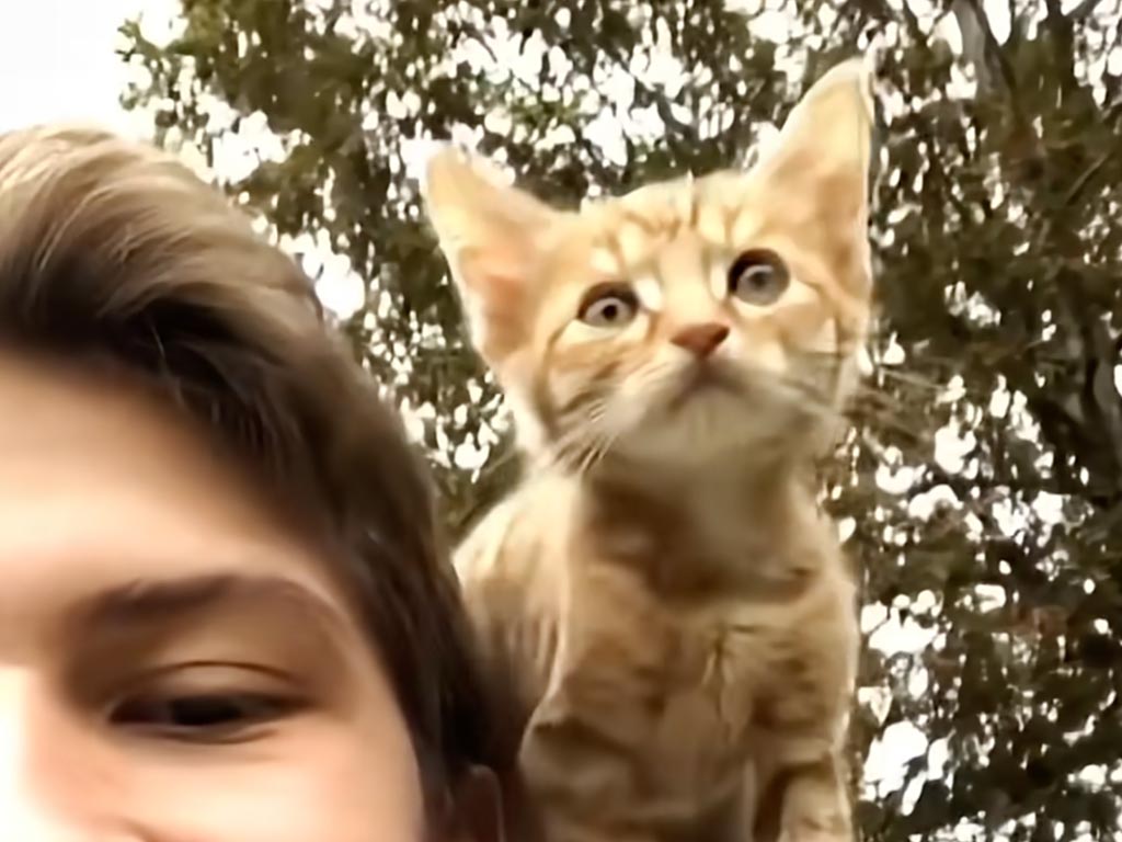 子猫時代からあっという間の6年! 楽しいやり取りを振り返る茶トラ猫さんのお誕生日