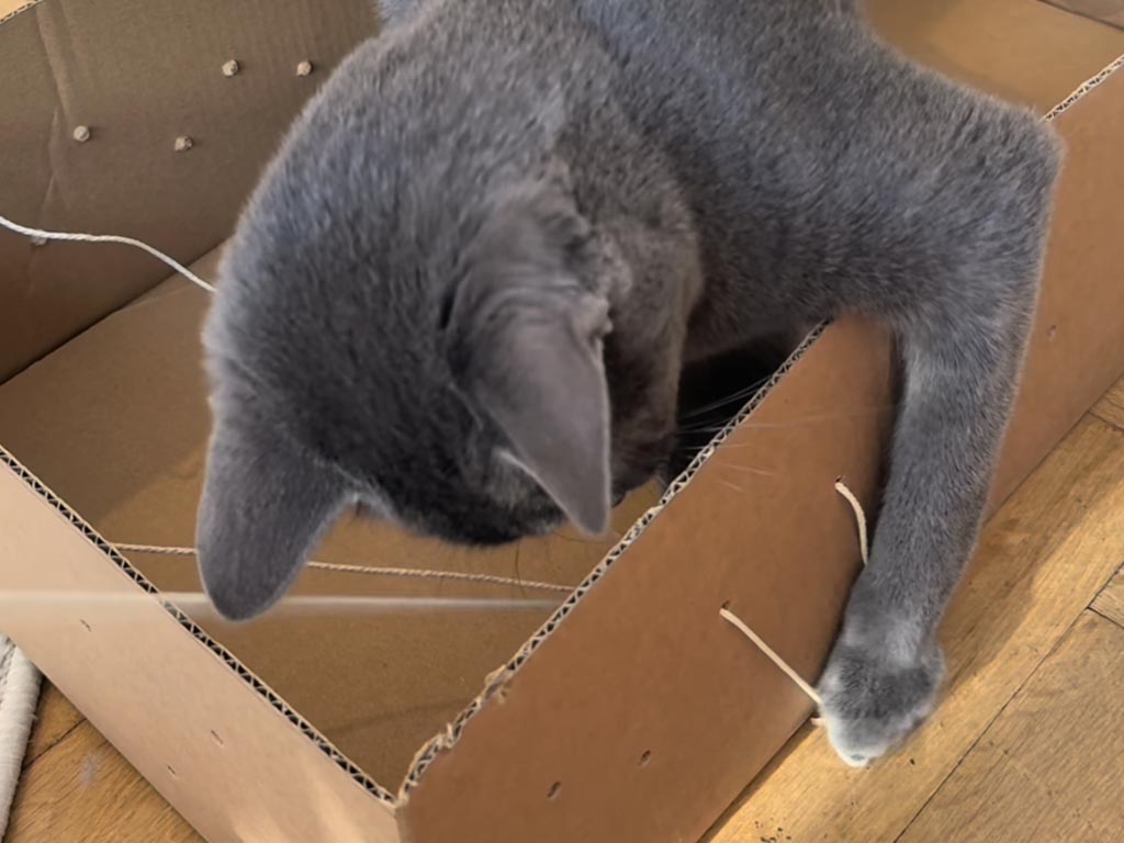 おやつが取れない…でも楽しい! 飼い主さんの手作りおもちゃに夢中な猫さん