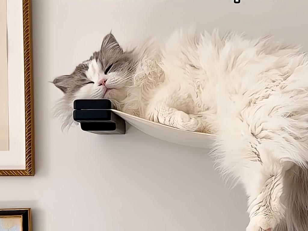 昼と夜で別猫? 午後はすやすや、深夜は全力で遊ぶ! 猫さんは猫さんの時間で生きているんだ!