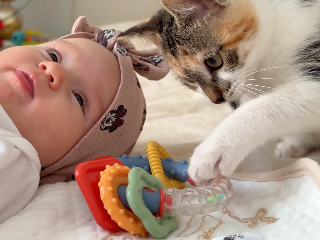 「触っても良いかにゃ」そっと手を伸ばす先には…赤ちゃんのおもちゃ! 遊びたくてしょうがない子猫さん