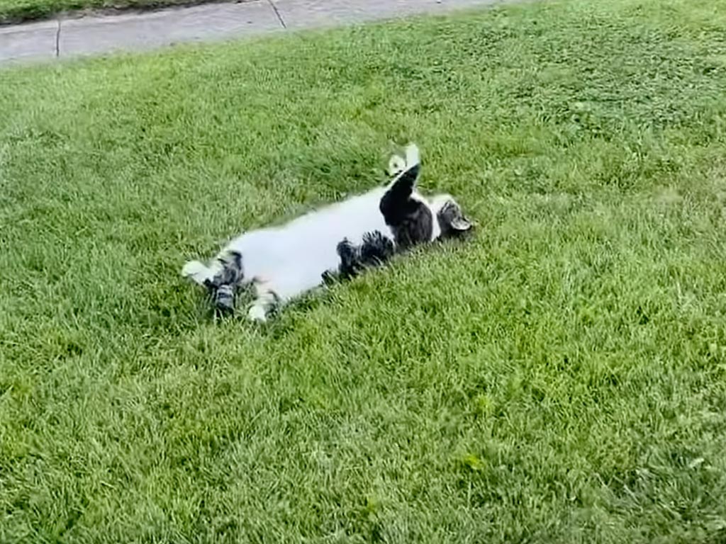 ぽかぽか陽気に誘われて。お庭に転がる「謎のジャガイモ」の正体は?