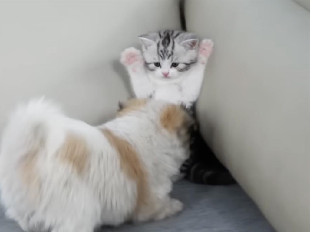 「ちょっと怖いニャ!」グイグイくる子犬さんに驚いて、逃げ回っていた子猫さんだけど…