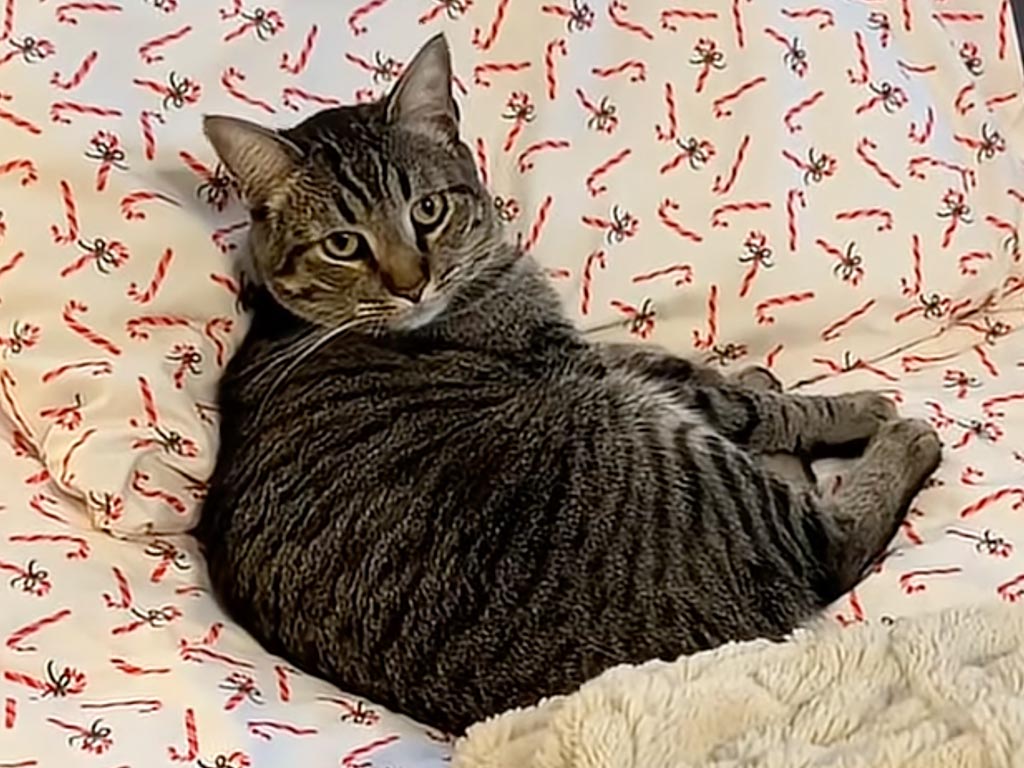 説得しても絶対に動かない！ 猫用ベッドがあるのに… 飼い主さんの枕でくつろぐ猫さん