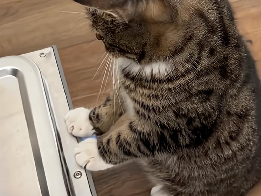 「僕が押さえるから、今のうちに！」張り切ってお手伝いをしたがる猫さん