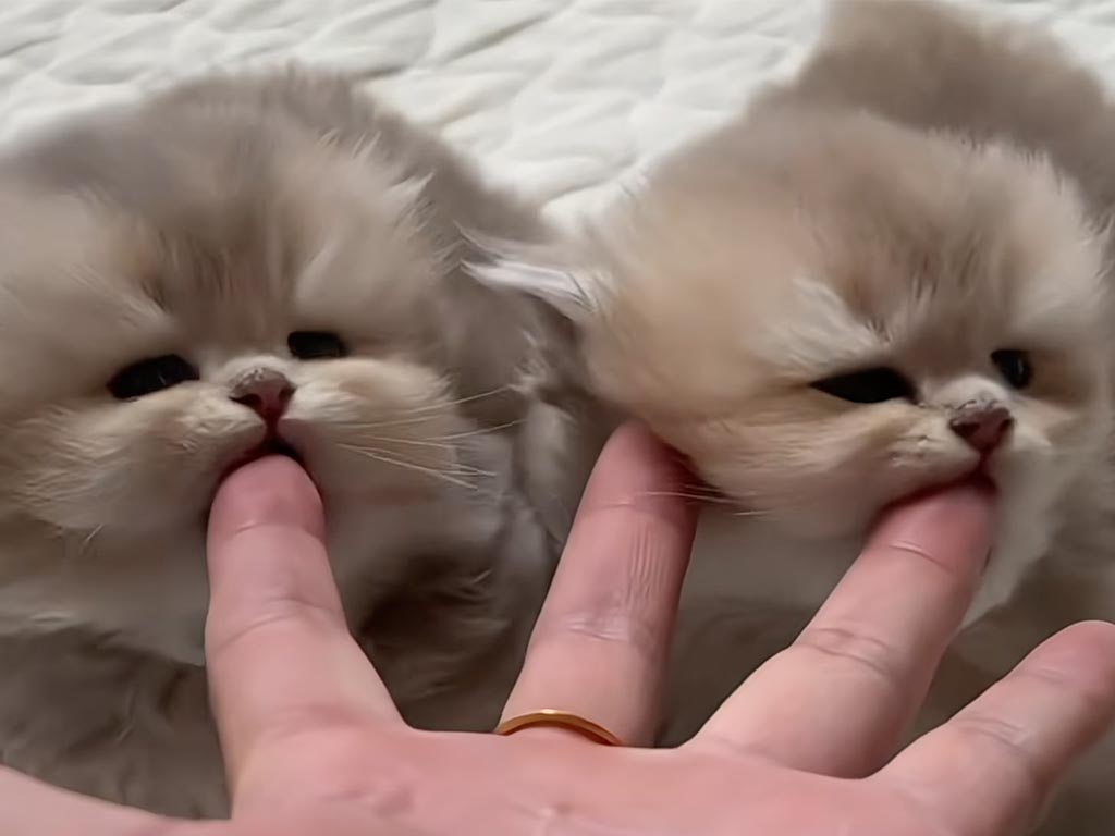 毛布からひょっこり! 指をチュパチュパ吸う子猫さんの無邪気な姿に「可愛すぎる」の声が続出