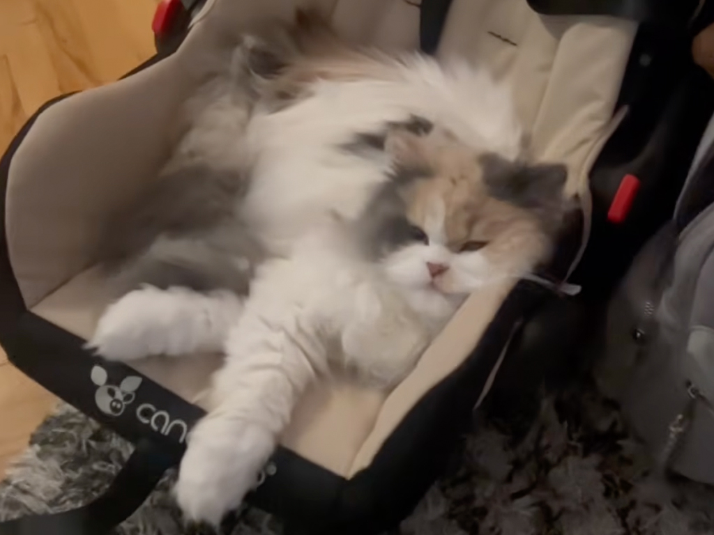 「あと5分使わせてニャ…」息子さんの席を奪って「猫をダメにするベッド」で寛ぐ猫