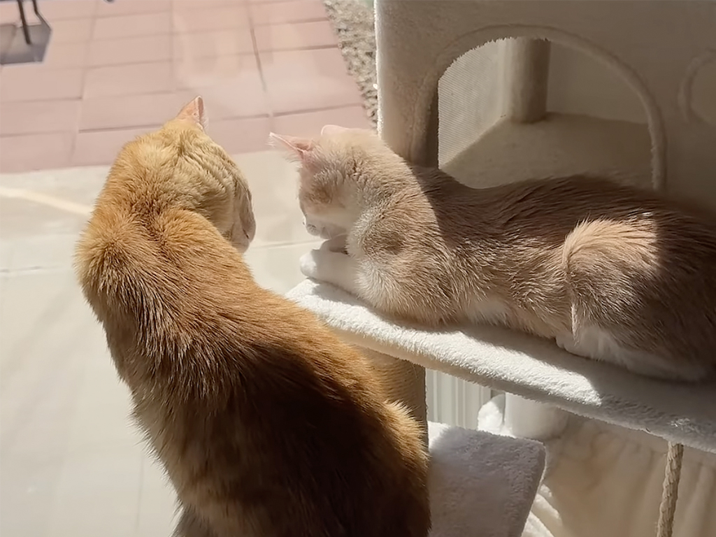 出会って1週間で大親友! 茶トラコンビの仲良しっぷりが微笑ましい♡