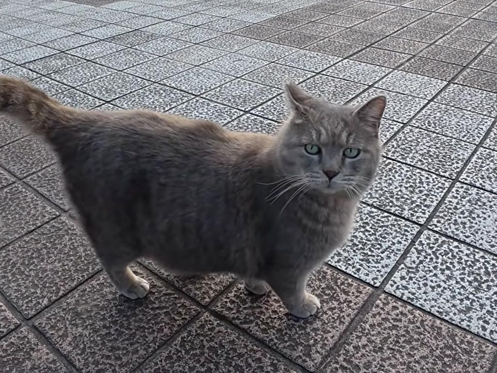 「今日はちょっと忙しいんだよねー」甘えながら周囲を見張る猫さん