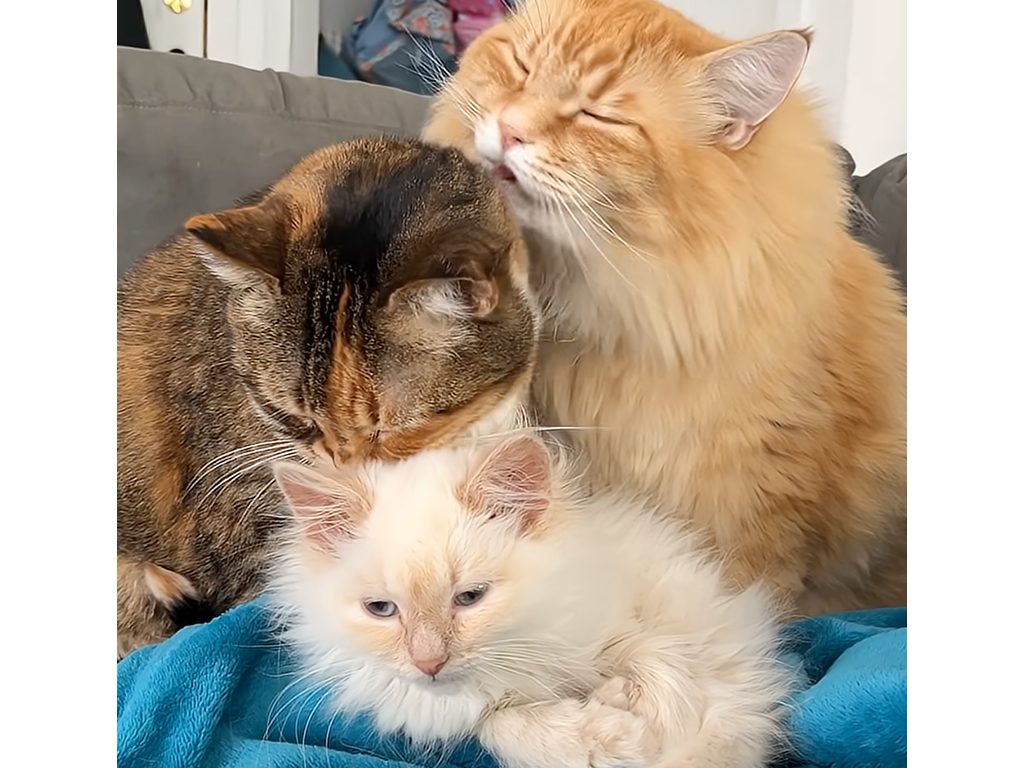 【愛情の連鎖】先住猫たちが子猫を大歓迎！みんなで繋がる毛繕いリレー