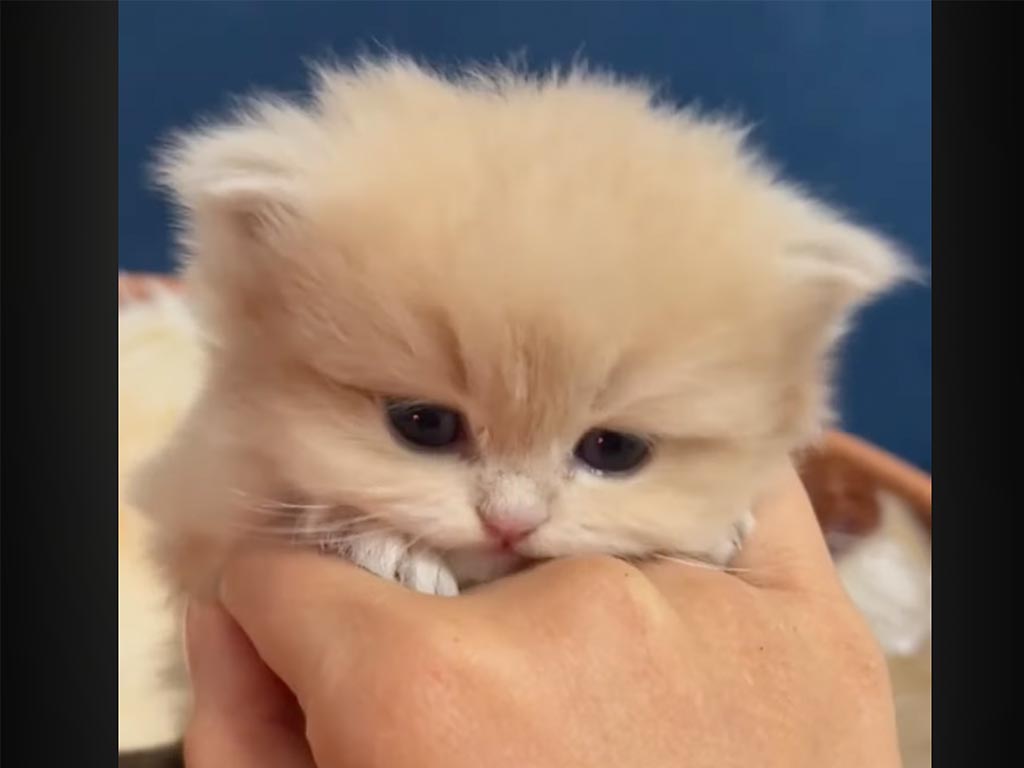 手のひらサイズの子猫さんたちが「みゃあ！」 元気いっぱいの成長記録