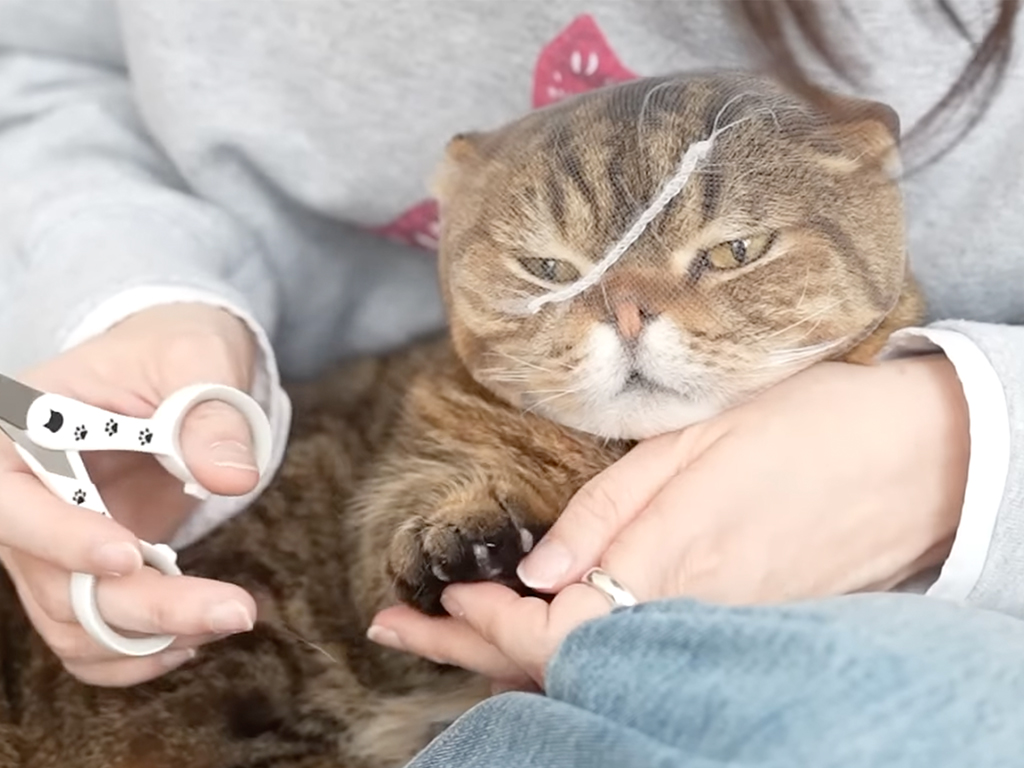 怪しさ満点! でも効果は抜群! 透明ヘルメットを被せられた猫さんの爪切り