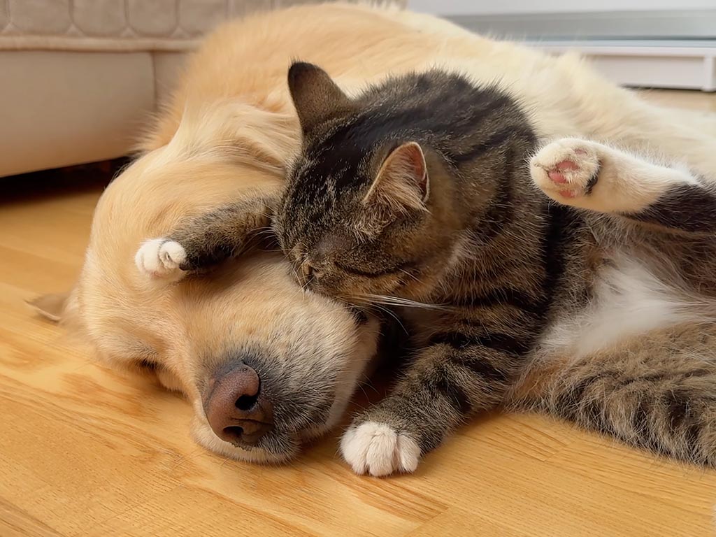 「犬さん起きてよ!遊ぼう!」と意気込んでいた子猫が、いつの間にか隣で寝落ち