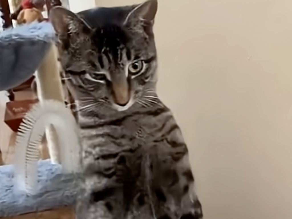 【人間化修行中？】前足を揃えて直立！ 猫らしくないポーズを見せる猫さん