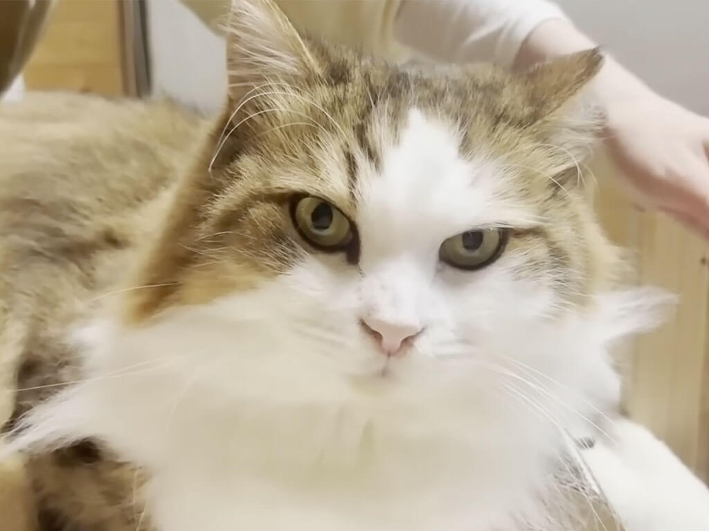 長毛猫さんをブラッシングしてみたら、謎の長い毛がひょっこり出てきた