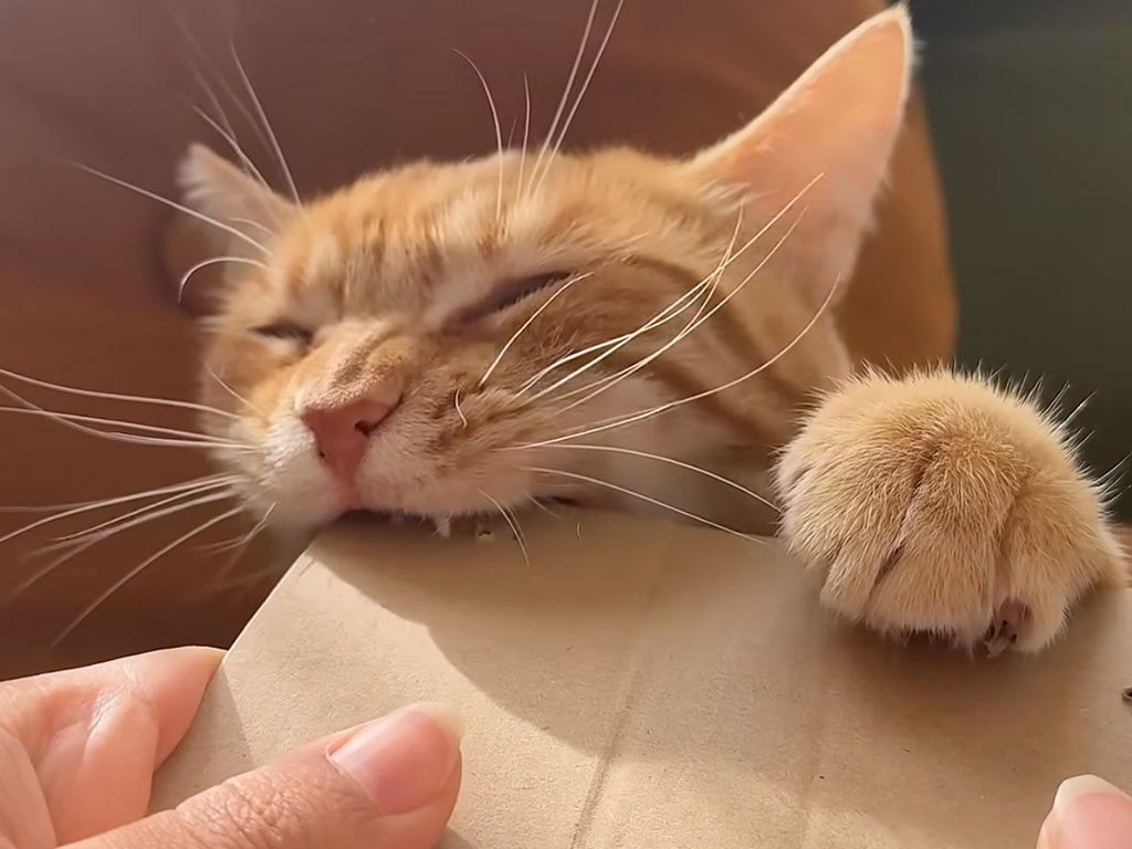 「角はすべて噛み砕くニャ！」段ボールの角と戦う、謎のこだわりを持った猫さん