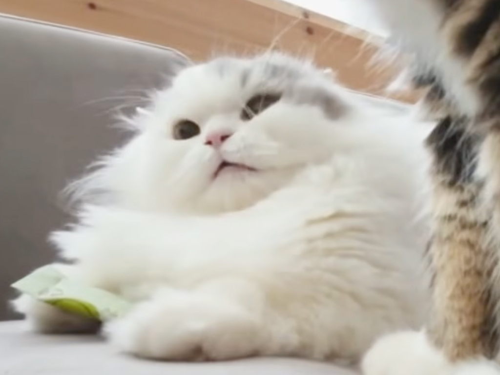 「これはあげないニャ!」秘密のオモチャを必死に隠す猫