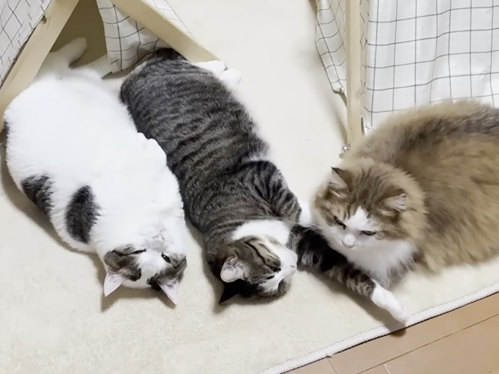 【省エネモード】天気が悪い日は動かないニャ。まったりする姿が可愛い猫さんたち