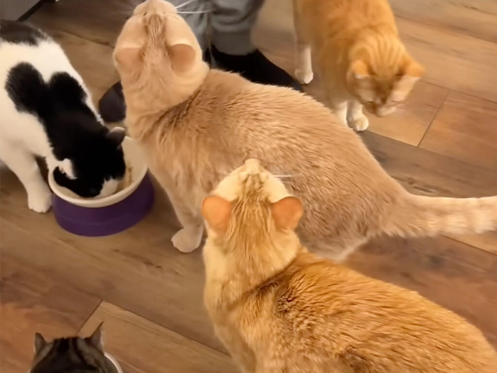 「もう夕ご飯の時間だよね？」猫さんたちが足元に集まってきて大騒ぎ！
