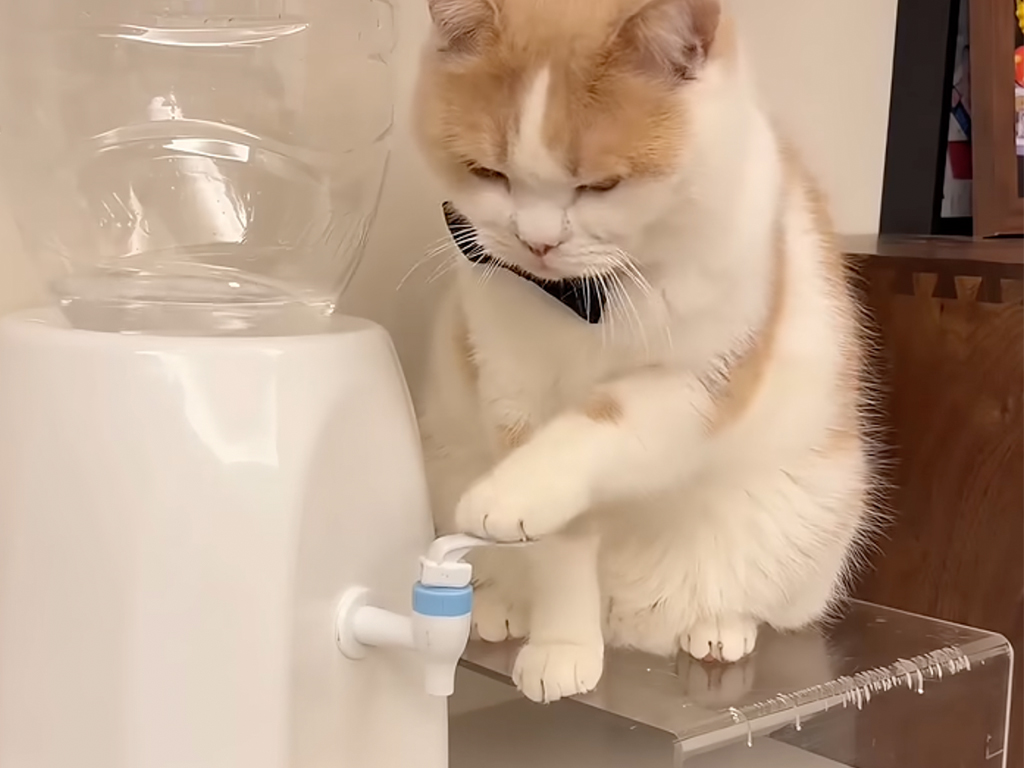 「お水、お注ぎしますニャ」ギリギリで止める超絶技巧の猫さん!