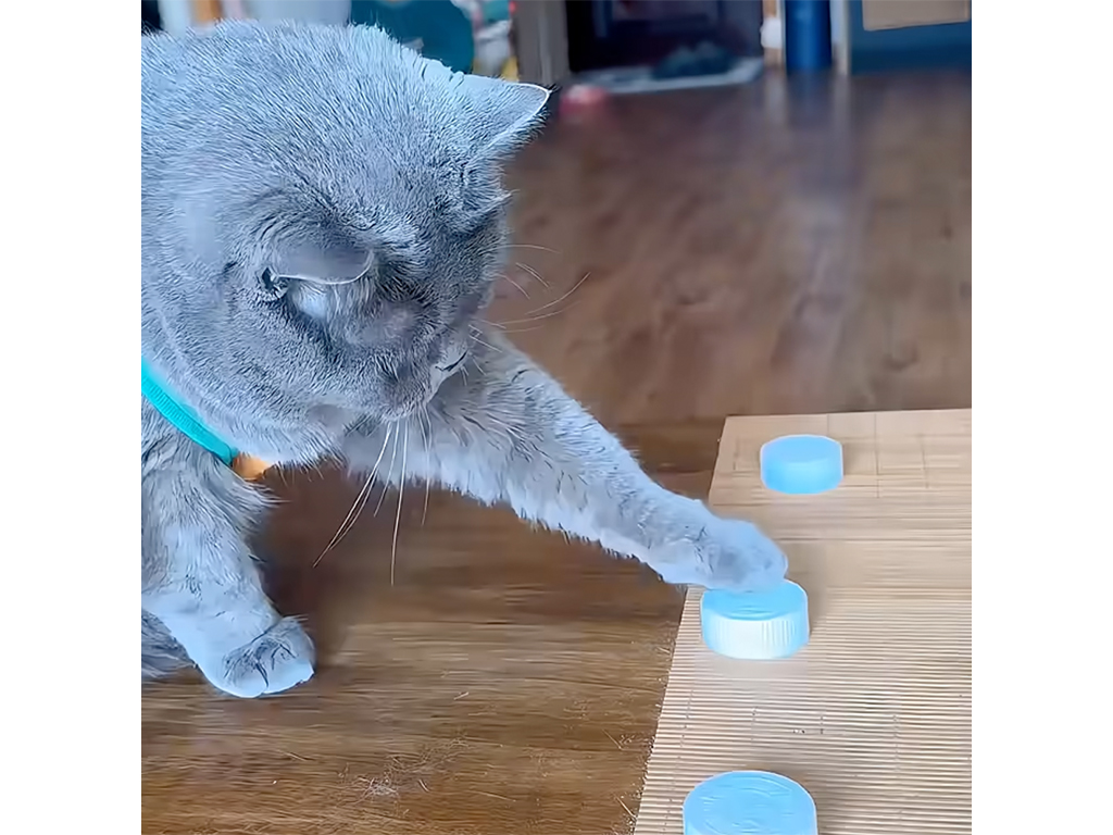 【天才猫現る】どれだけ混ぜても百発百中！ おやつ当てゲームに勝つ猫さん