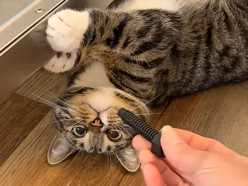 【猫の修理屋さん】食洗機の下を徹底点検！職人気質でやる気はあるけれど…