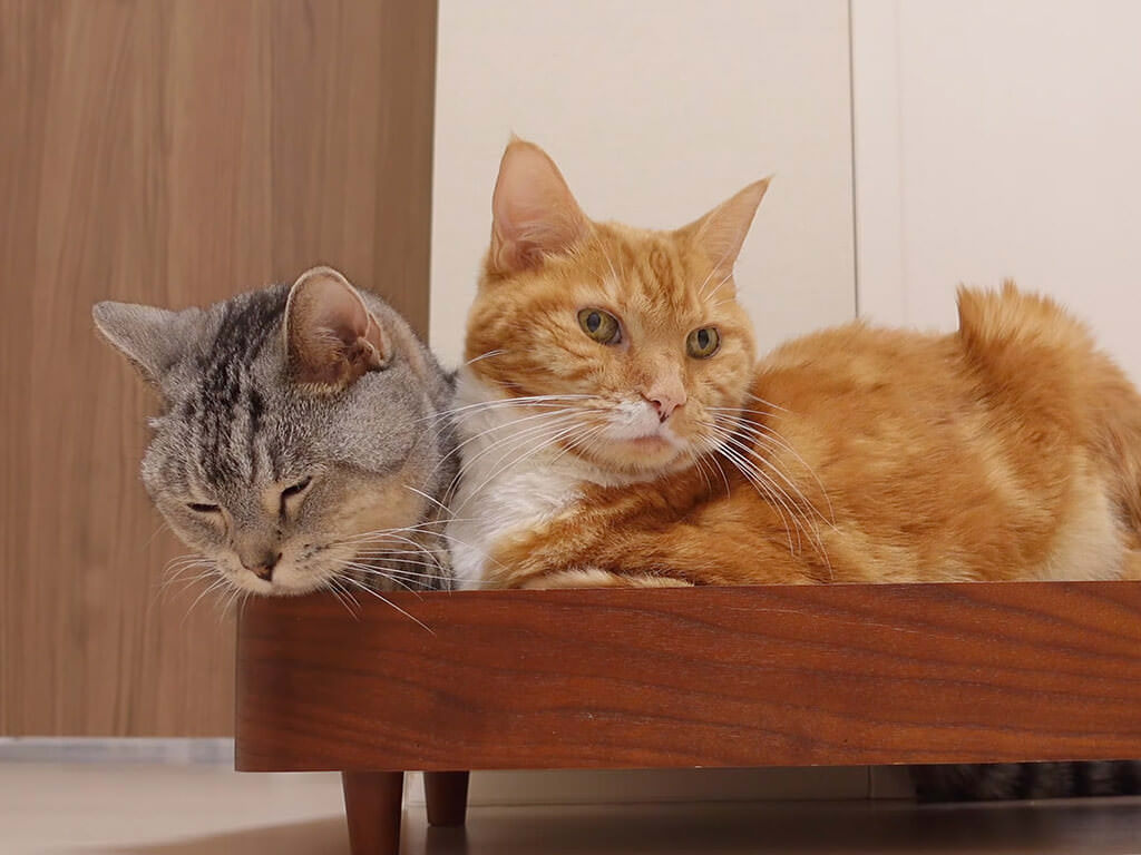 広いベッドなのにわざわざ隣にくっつく猫さん、並ぶ姿が可愛すぎた