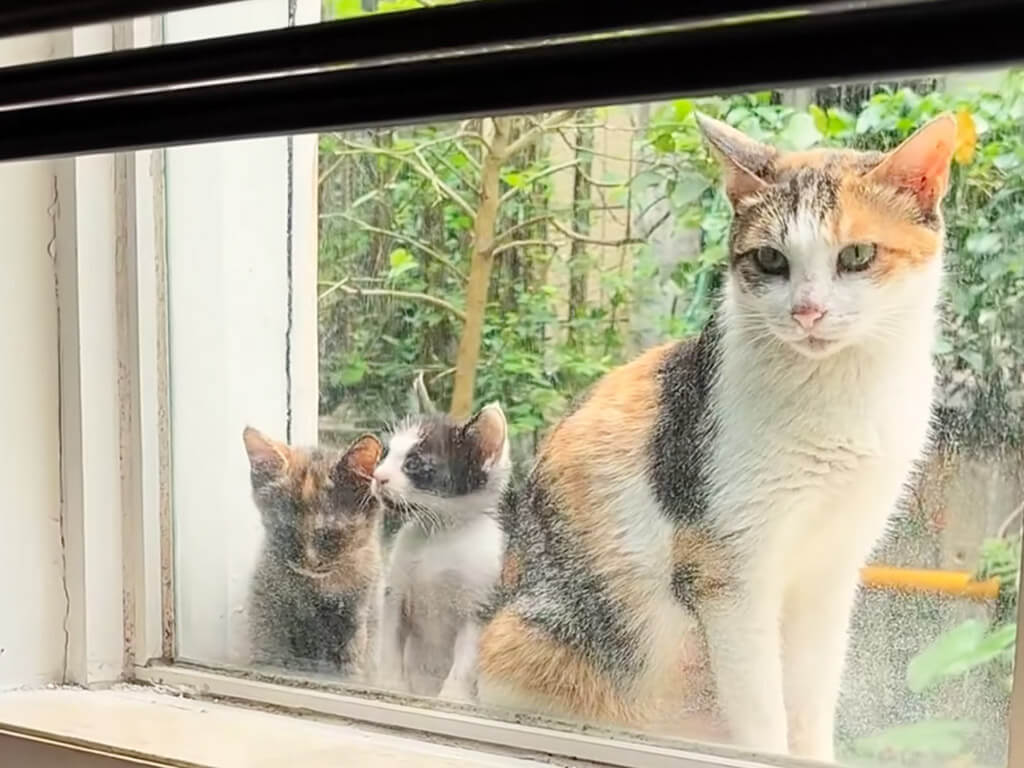 雨の日に窓辺に現れた野良猫さん親子、その様子を見た撮影者さんが…