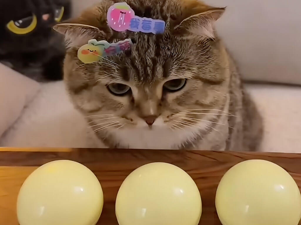 おやつ当てゲームに挑む猫さん、ハズレるたびに頭が賑やかになっていった