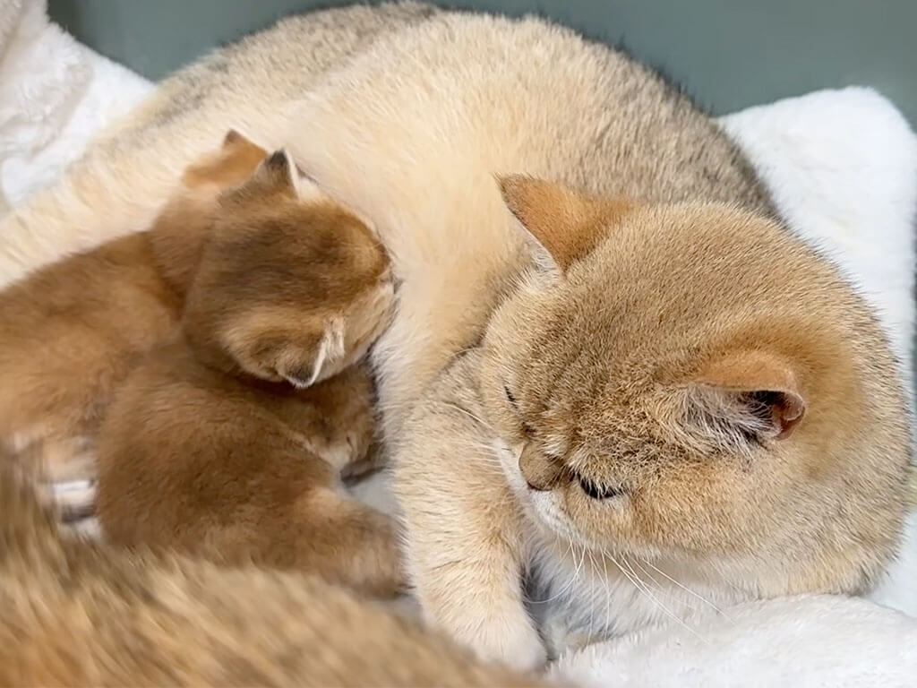 出産を控えた猫さん、よその子猫を集めてお世話をはじめてしまった…