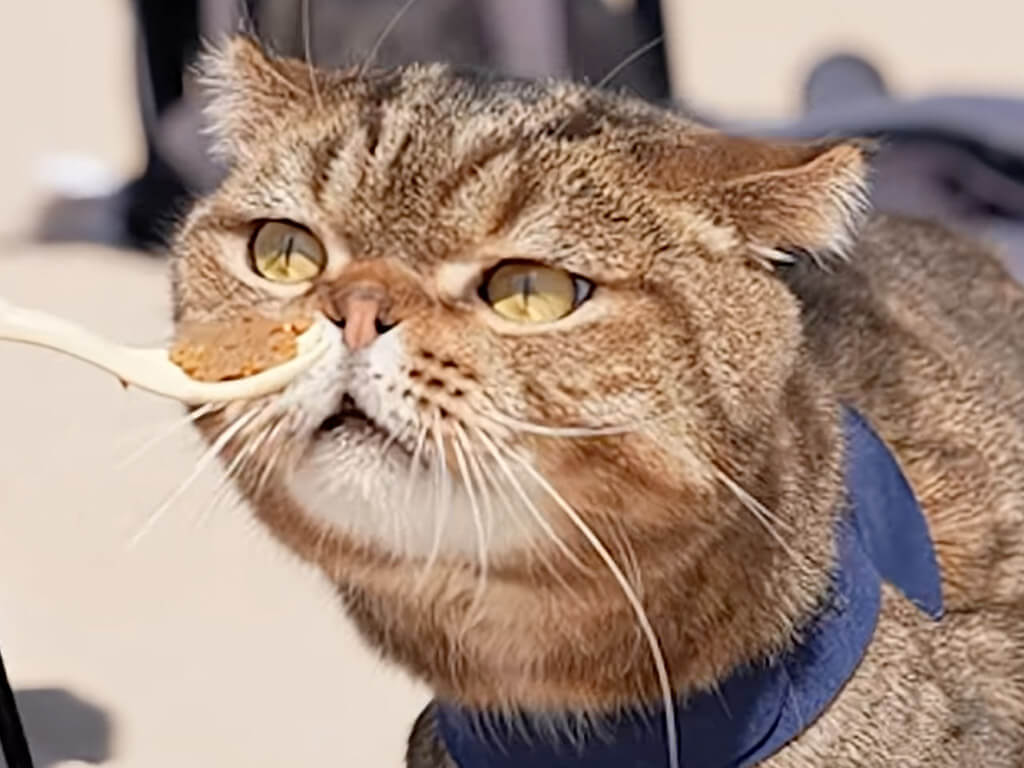 初めての海よりも、綺麗な砂浜よりも… 「おやつ」しか目に入っていない猫さん