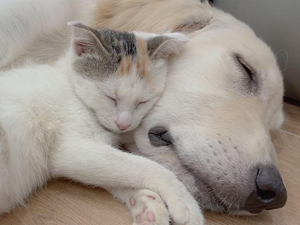 大きな犬さんの足元でしか眠れない子猫さん、ふみふみしながら夢の中へ