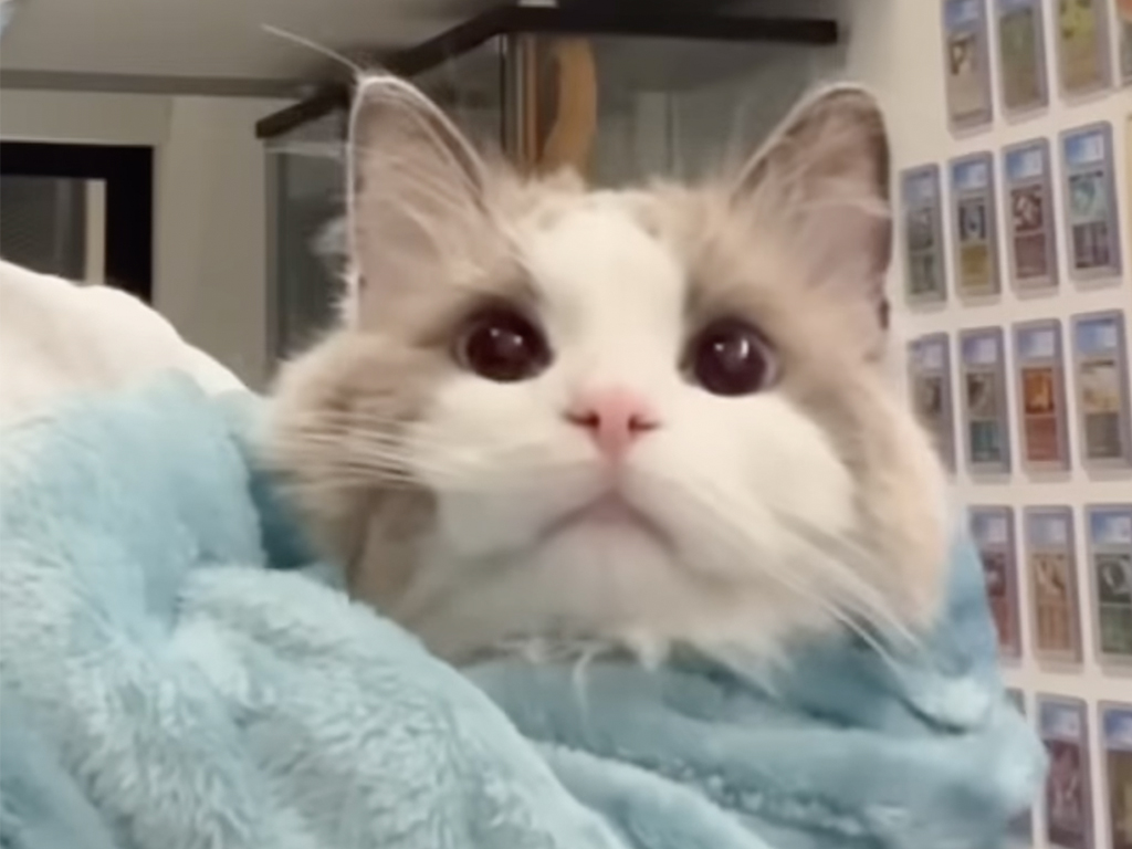 毛布をクルクル巻いてみたら… お顔だけひょっこりな「猫さんブリトー」が完成