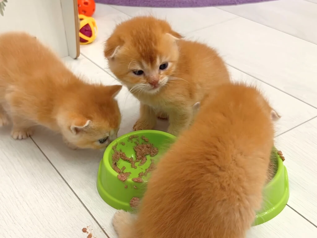 「待ってました!」ゴハンを見た瞬間ダッシュ! 男の子の子猫さんたちの勢いに女の子たちは…