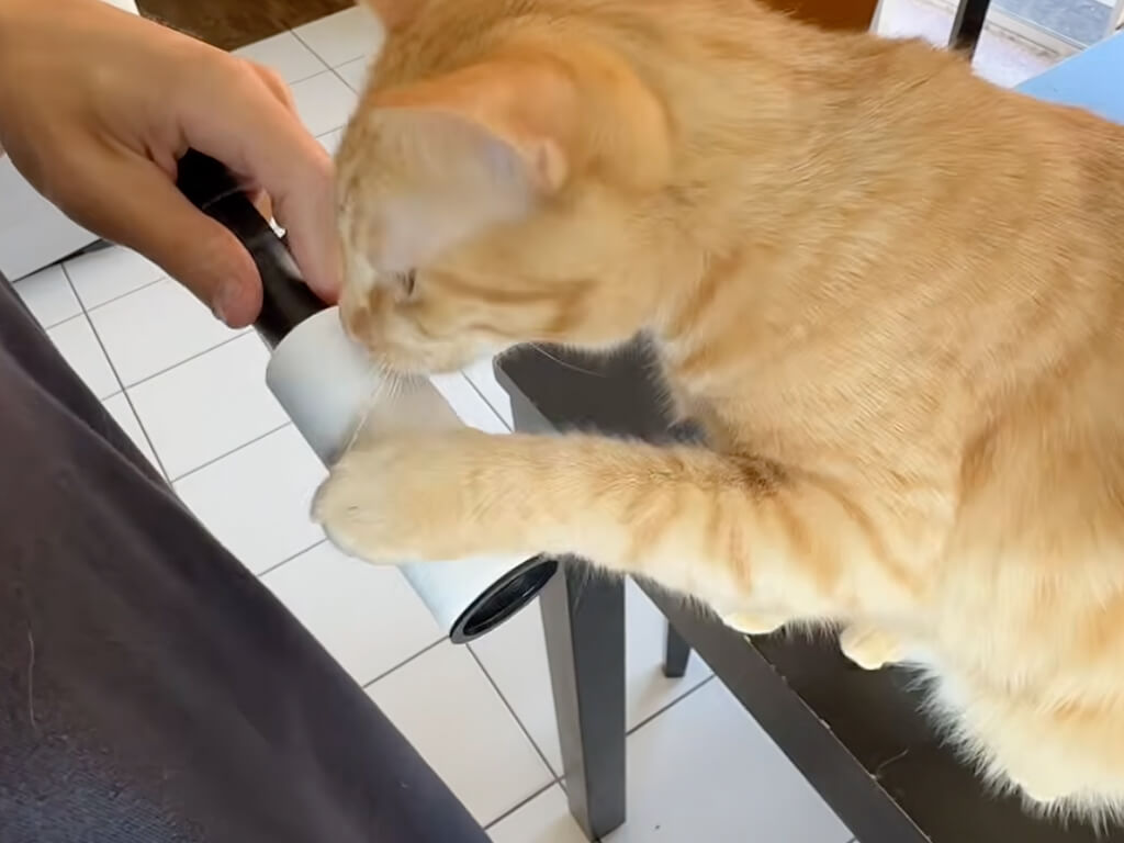 「次はわたしの番!」コロコロを見つけた猫さん、もう1匹もすぐに並んで…