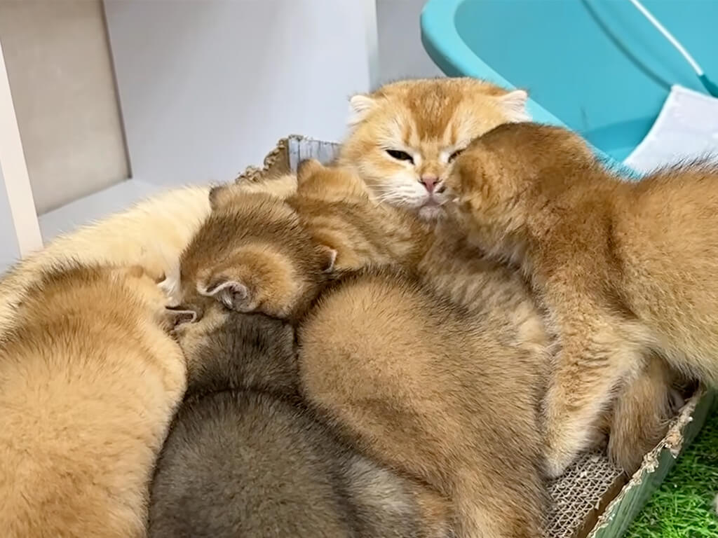 実の母親ではないけれど… 2匹のママ猫さんがたくさんの子猫をお世話