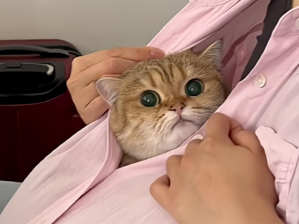 【まるで赤ちゃん】大好きな気持ちが止まらない！ 猫さんが見せる4つの甘えサイン