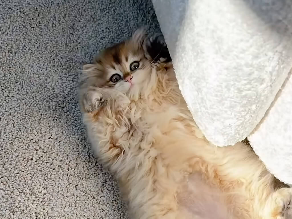 どこでも寝られるタイプです。日向ぼっこができなくても満足そうな子猫さん