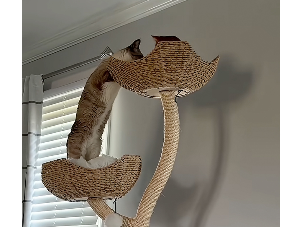 ちょっかいを出すのかと思ったら…先輩猫さんへそっと挨拶をする猫さん
