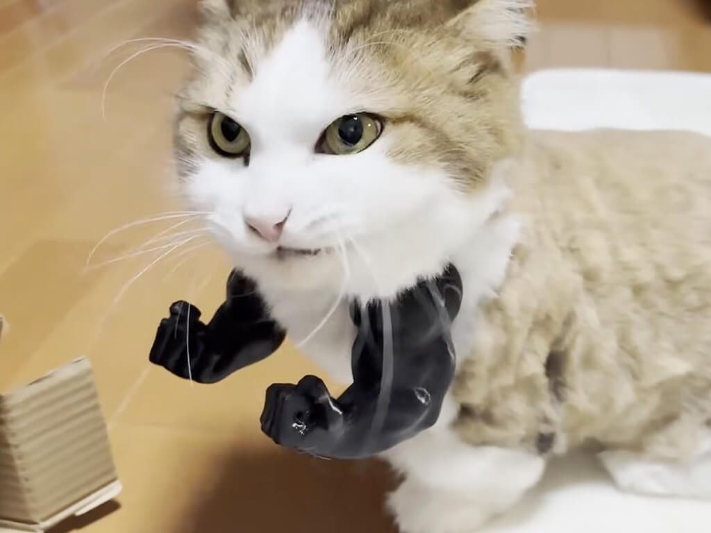 「明日も頑張ります!」ムキムキやる気があふれる姿も似合っている猫さん