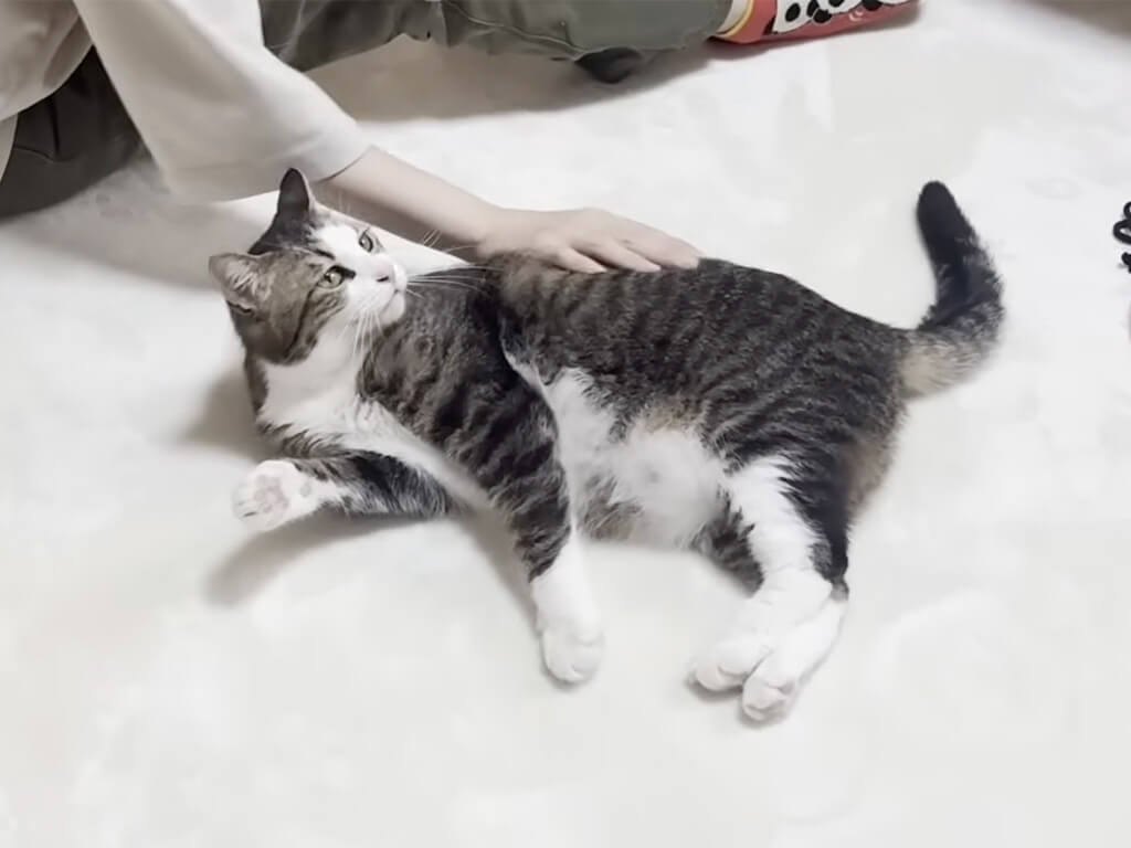 片手間はだめ!「もっと真剣に撫でて?」お母さんへのアピール強めな猫さん