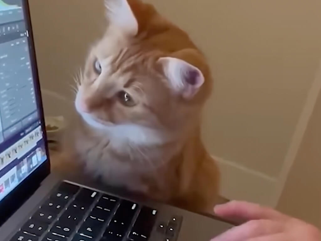猫「だいぶ良くなったにゃ？」写真編集を見守る小さな監督